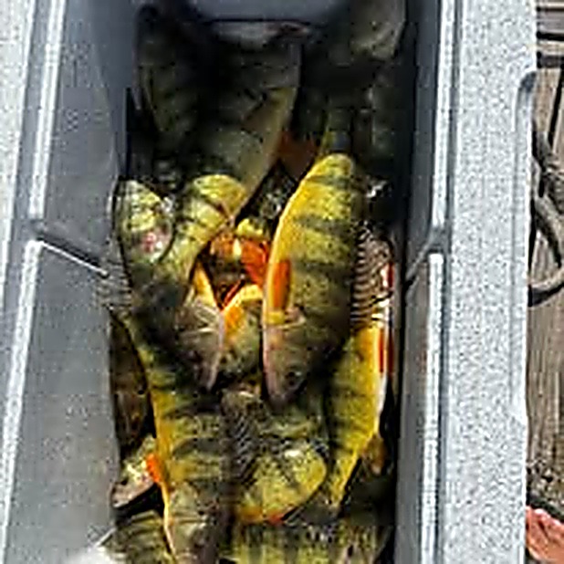 Reel Finatic Charters catch photo 19